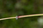 Cypress panicgrass